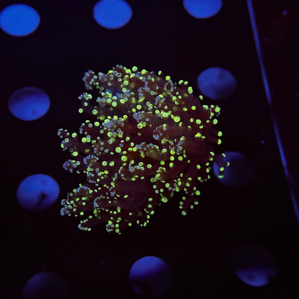 Bicolor Frogspawn
