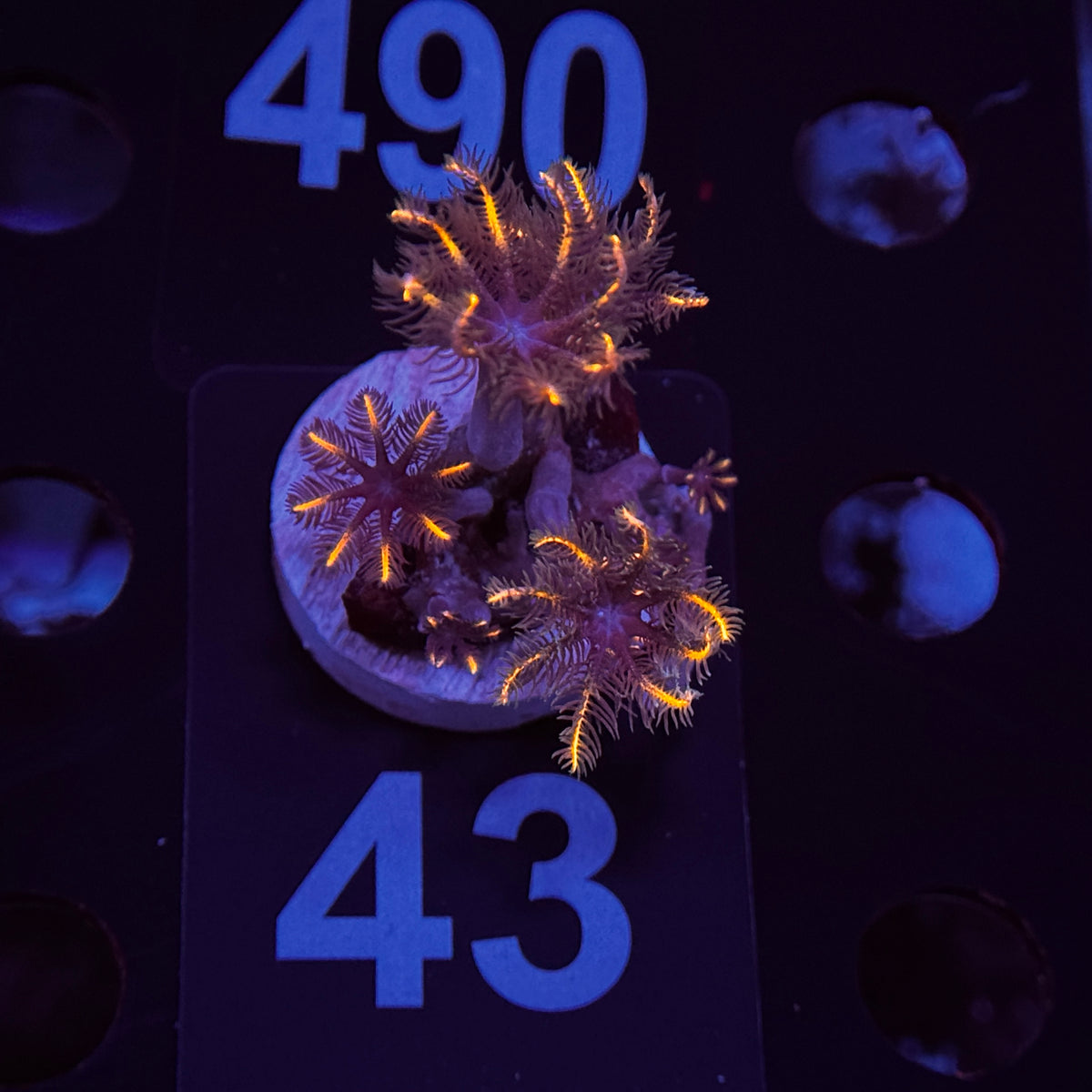 Orange Clove Polyps