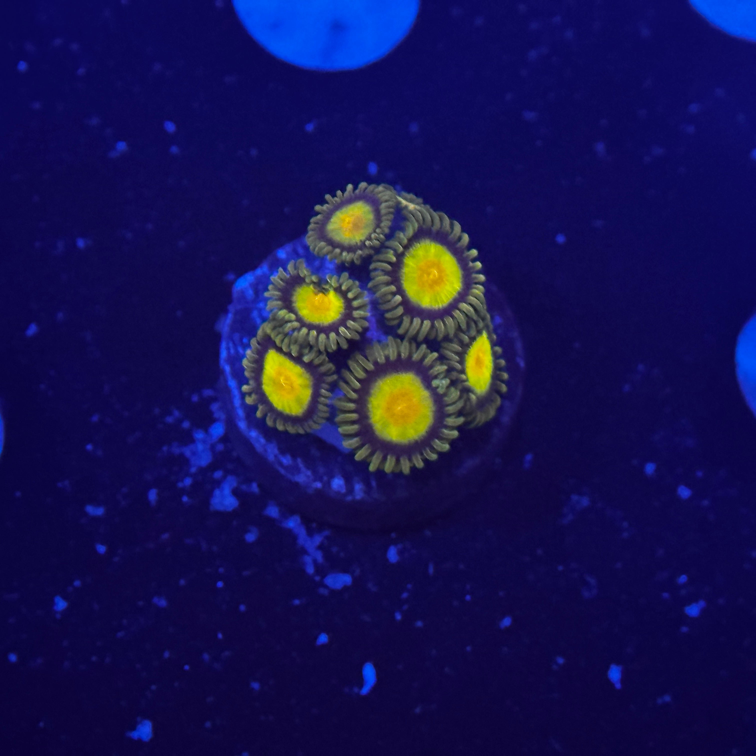 Tutti Fruity Zoanthids