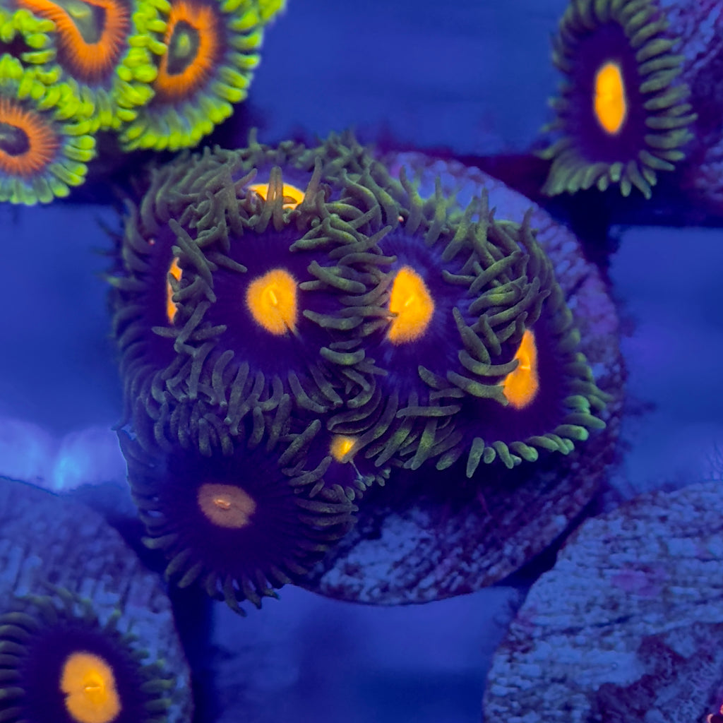 Blow Pop Zoanthids Coral – Top Shelf Aquatics