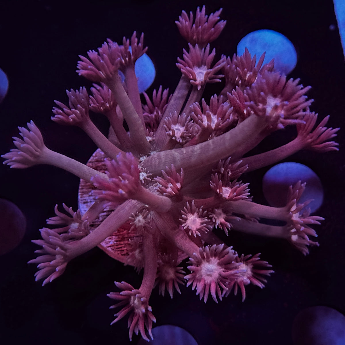 Dark Goniopora