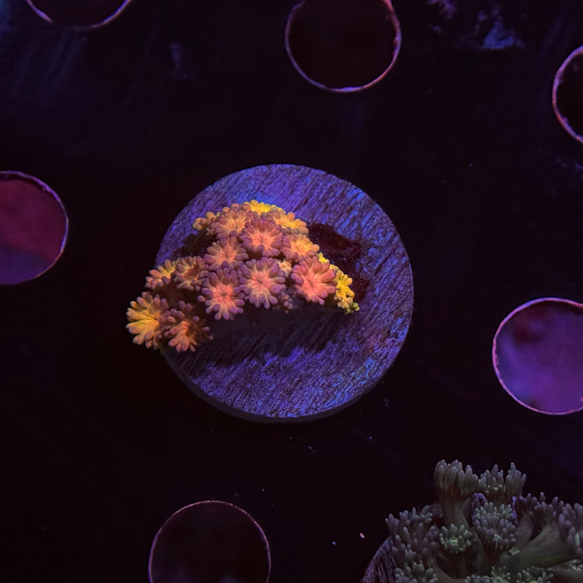 Starburst Goniopora