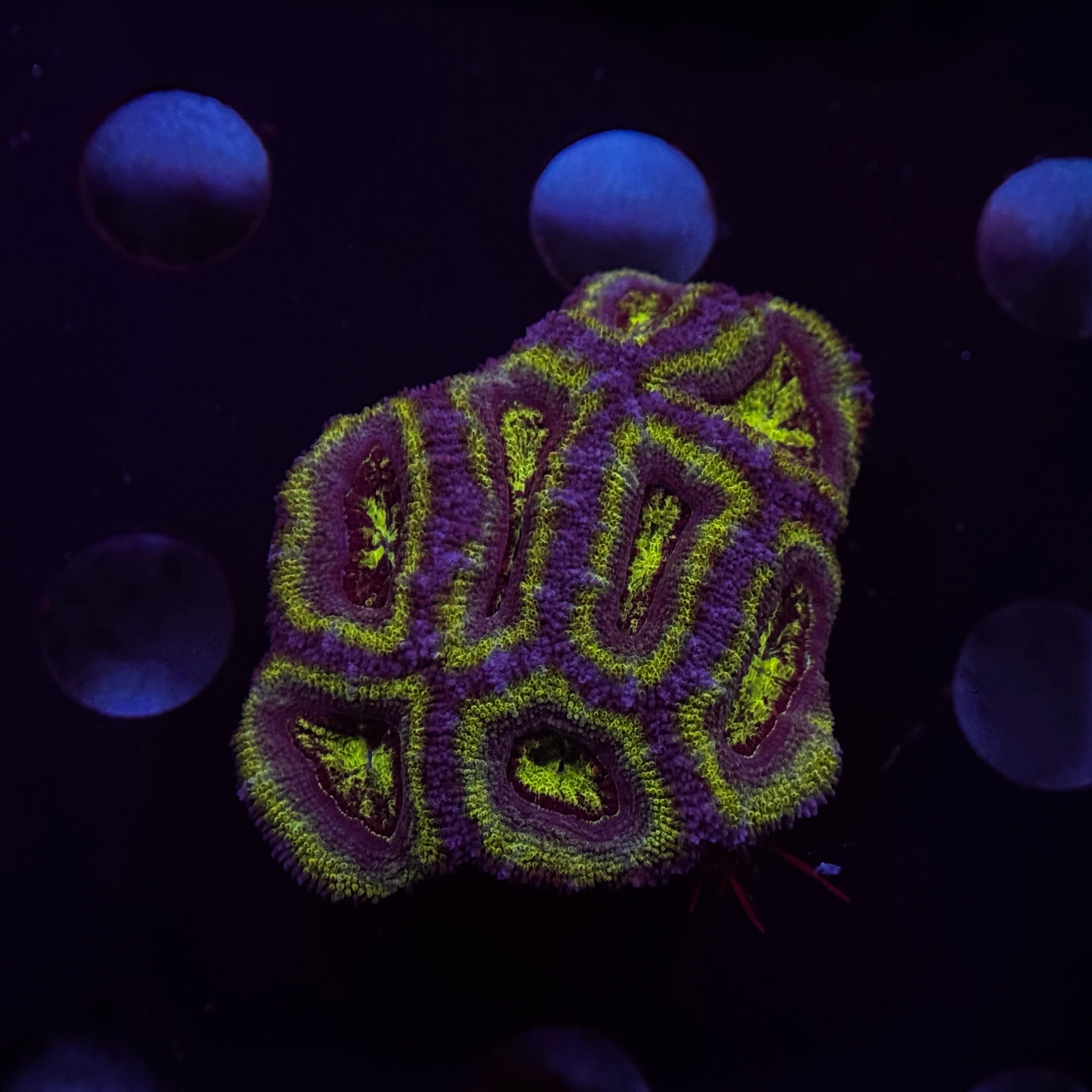 Green Acan Lord