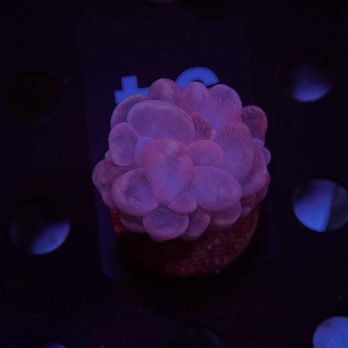 Pinky Branching Bubble