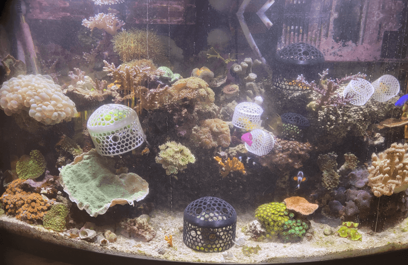 Coral Feeder Cage