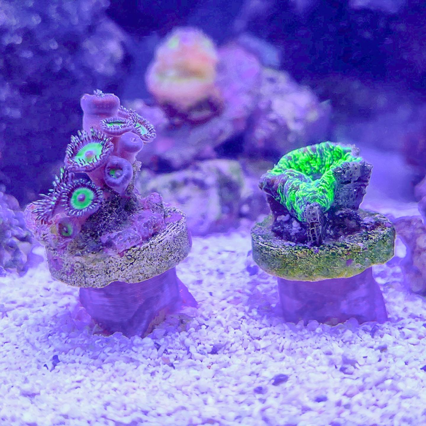 Coral Frag Plug Sand Stands - Set of 5