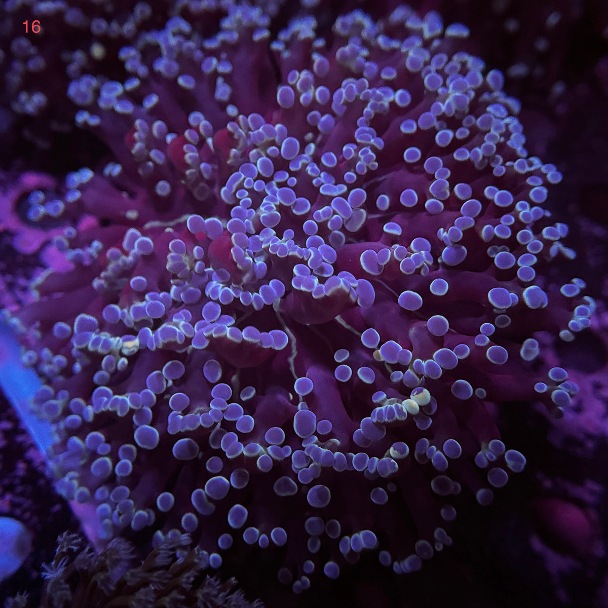 Australian Kingspawn <br> (Show Piece) 👑