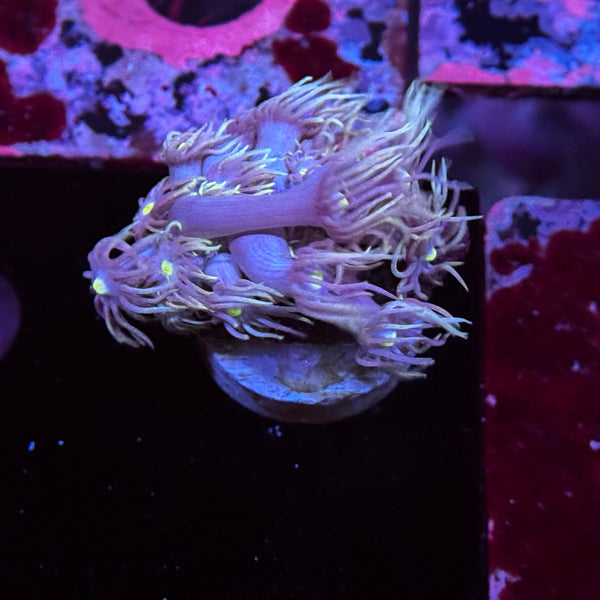 Princess Bubblegum Goniopora