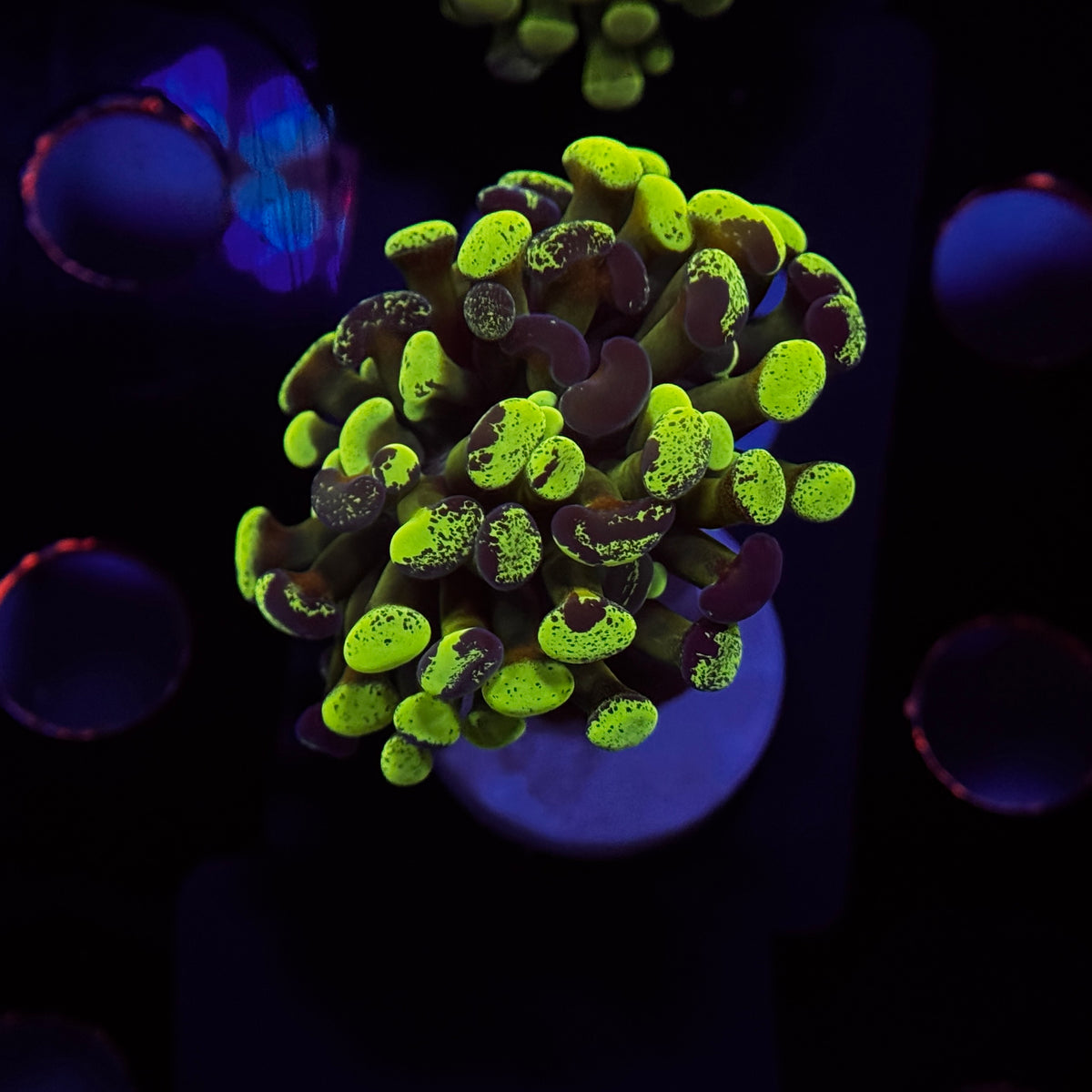 Deep Green Splatter Hammer