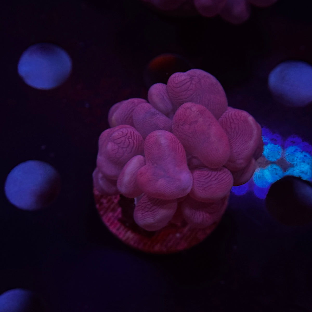 Pink Branching Bubble Coral