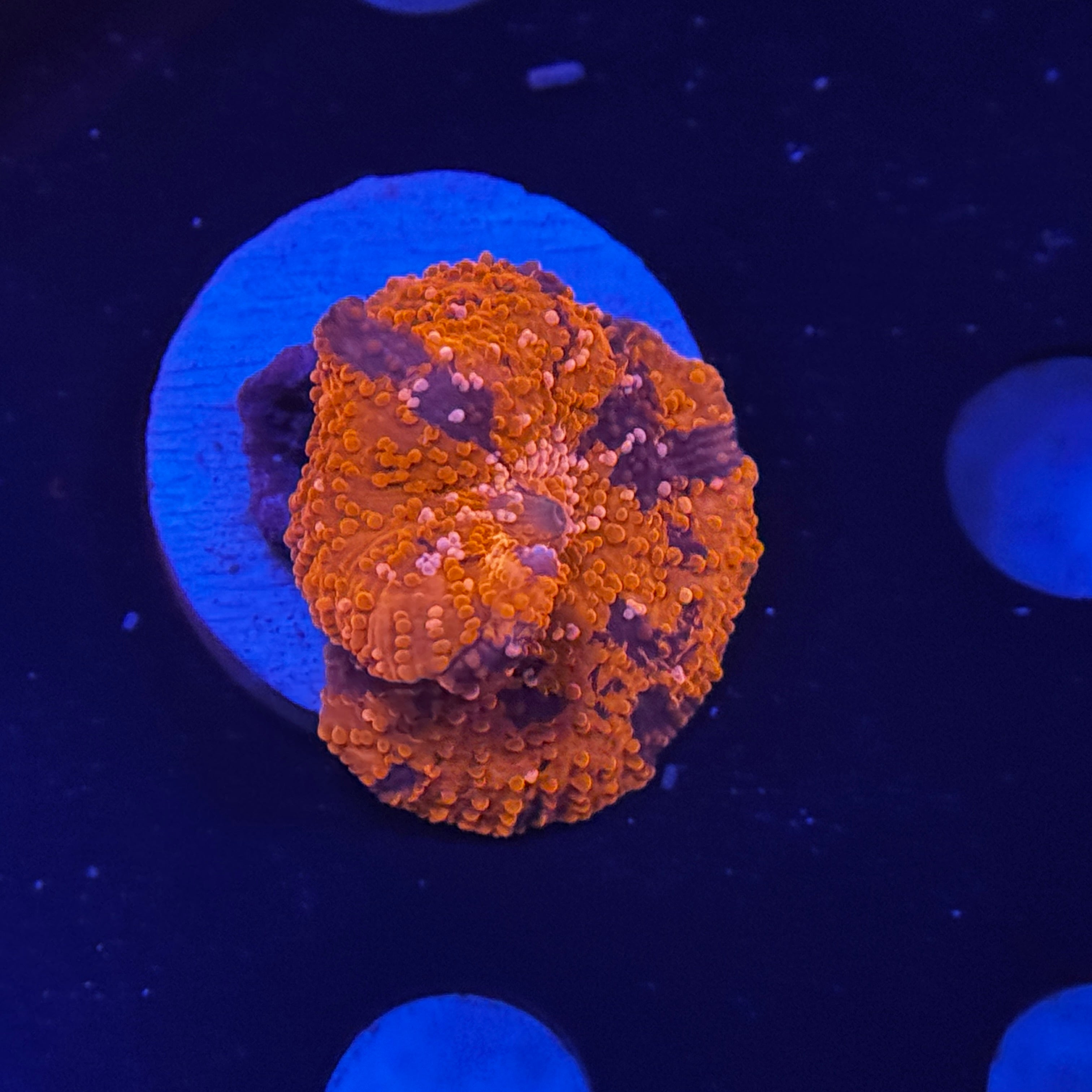 Speckled Deadpool Jawbreaker Mushroom