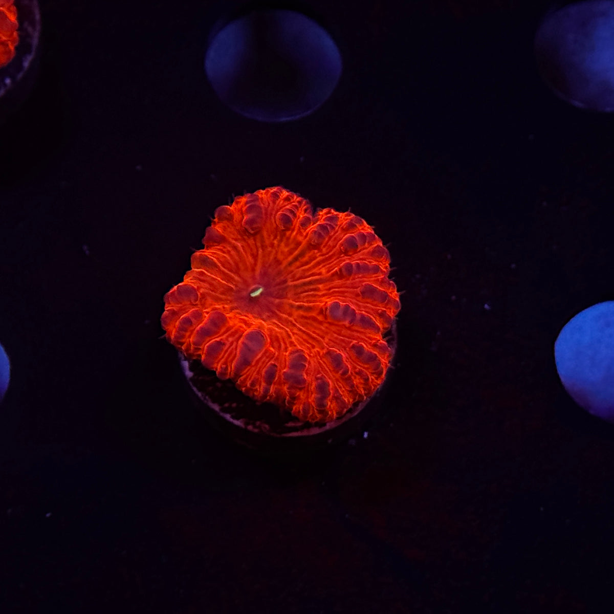 Ruby Red Blastomussa Welsi