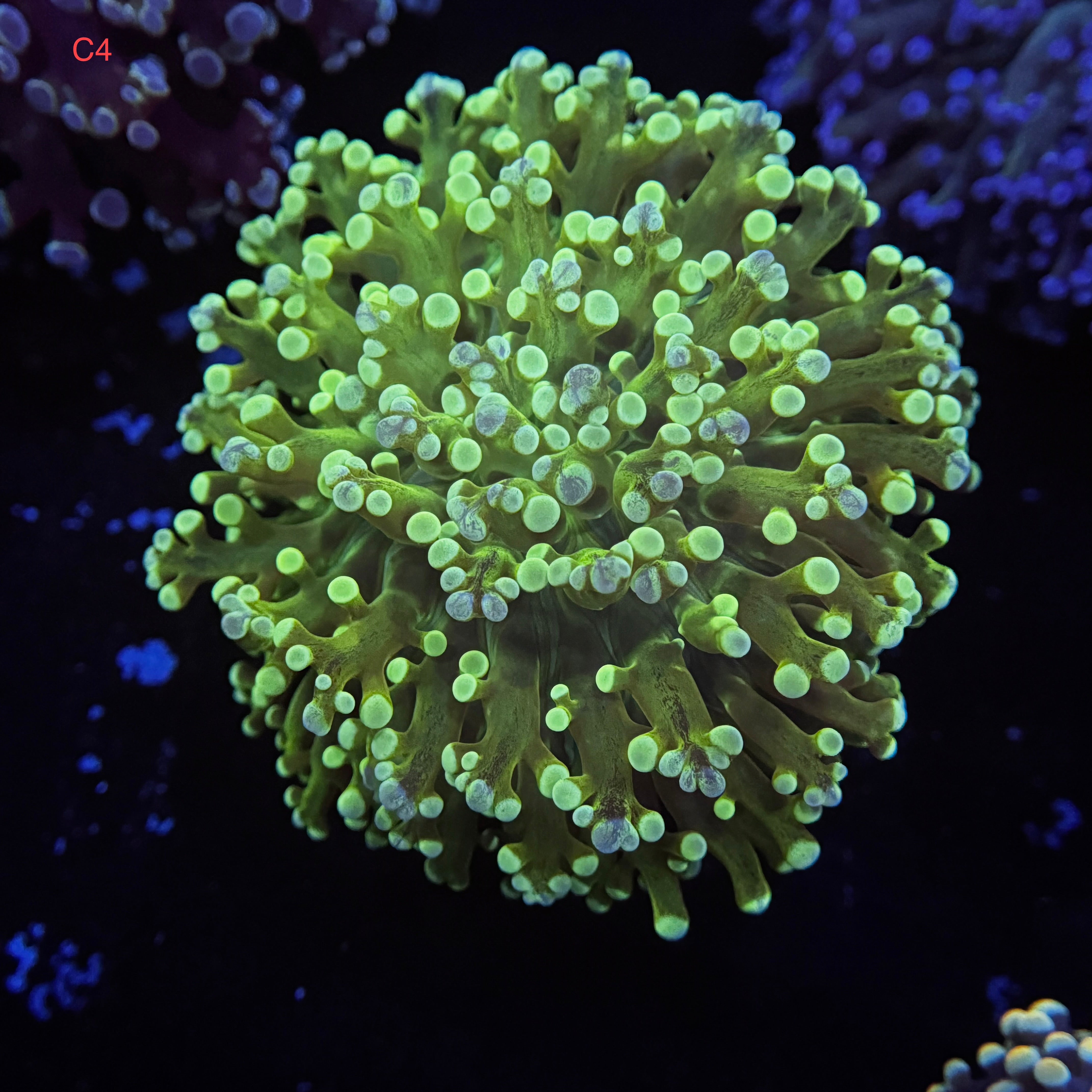 Toxic Lime Kingspawn