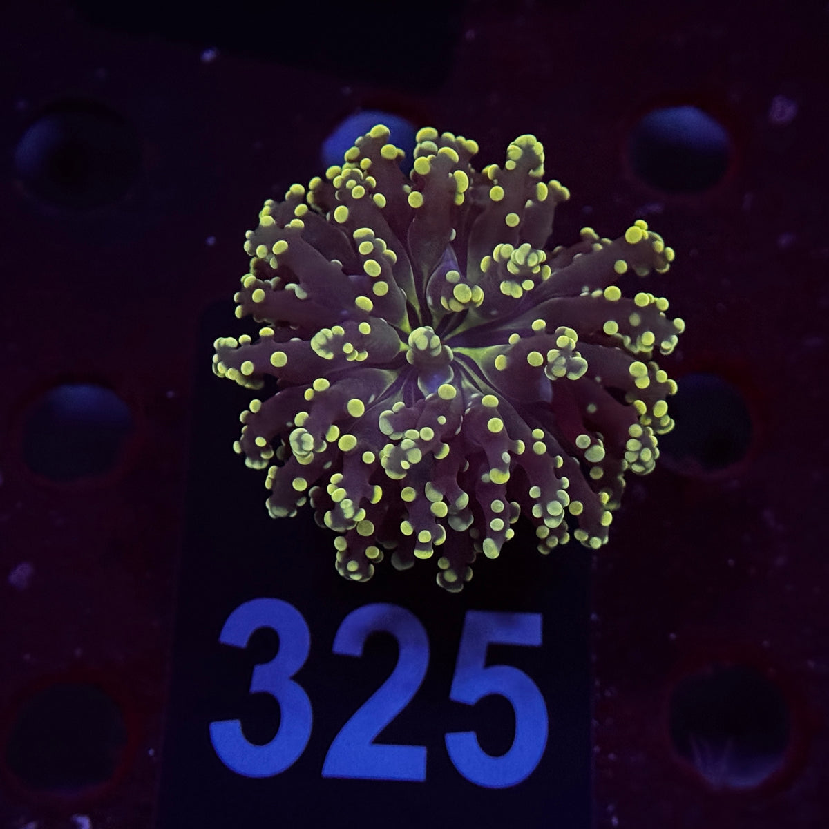 Neon Green Yaeyamaensis