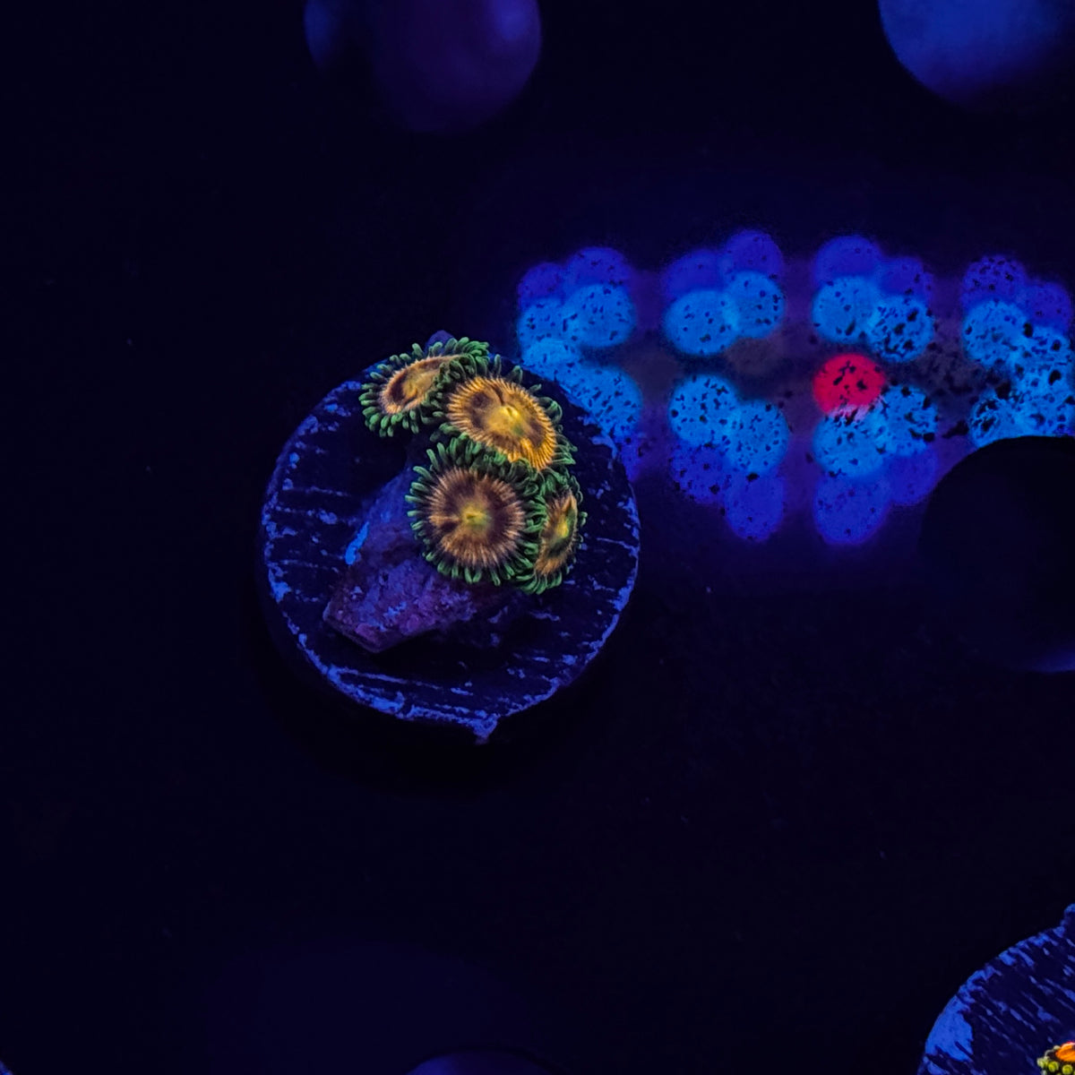 Zoanthids