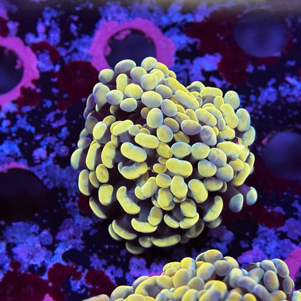 Golden Rainbow Hammer