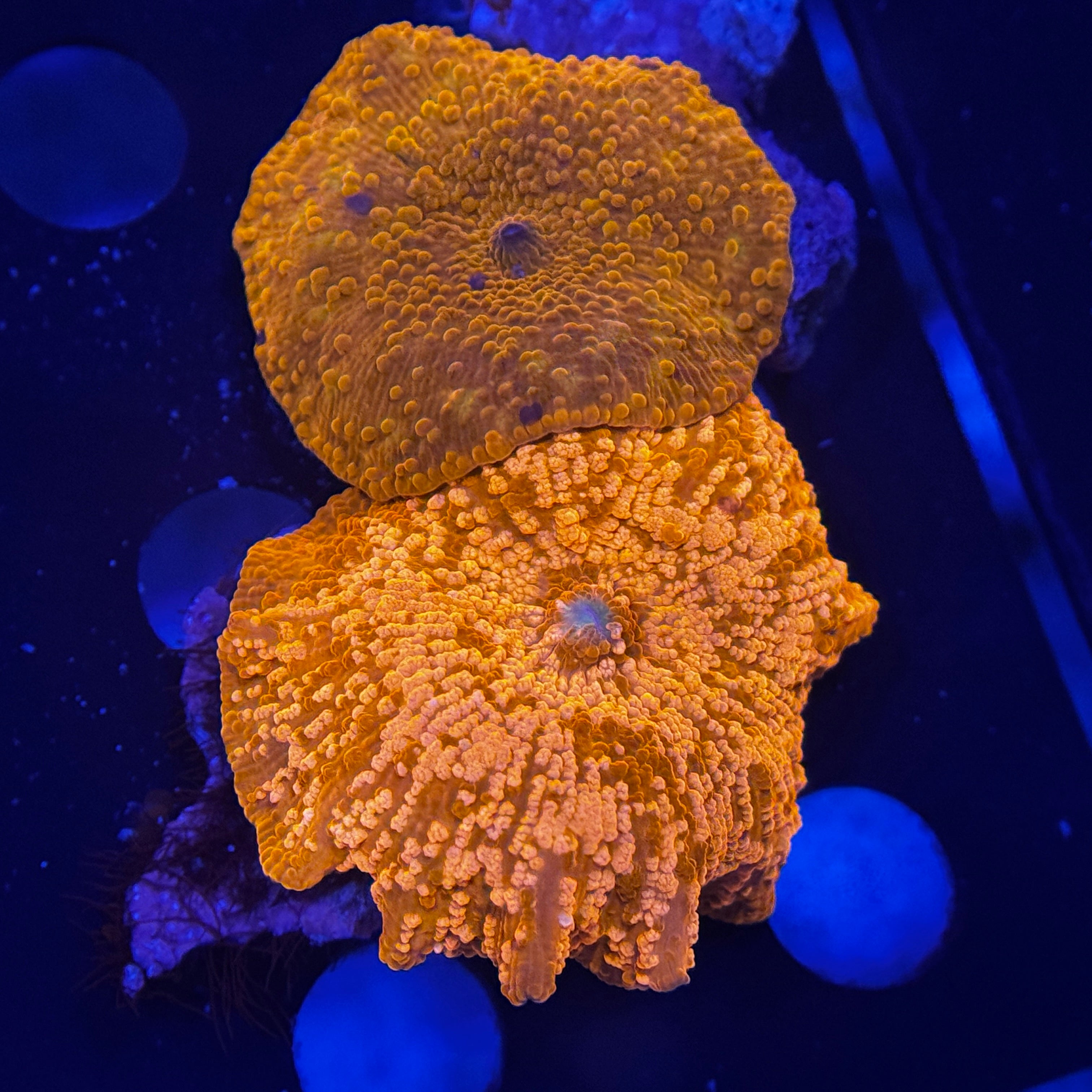 Textured Orange Discosoma Mushroom