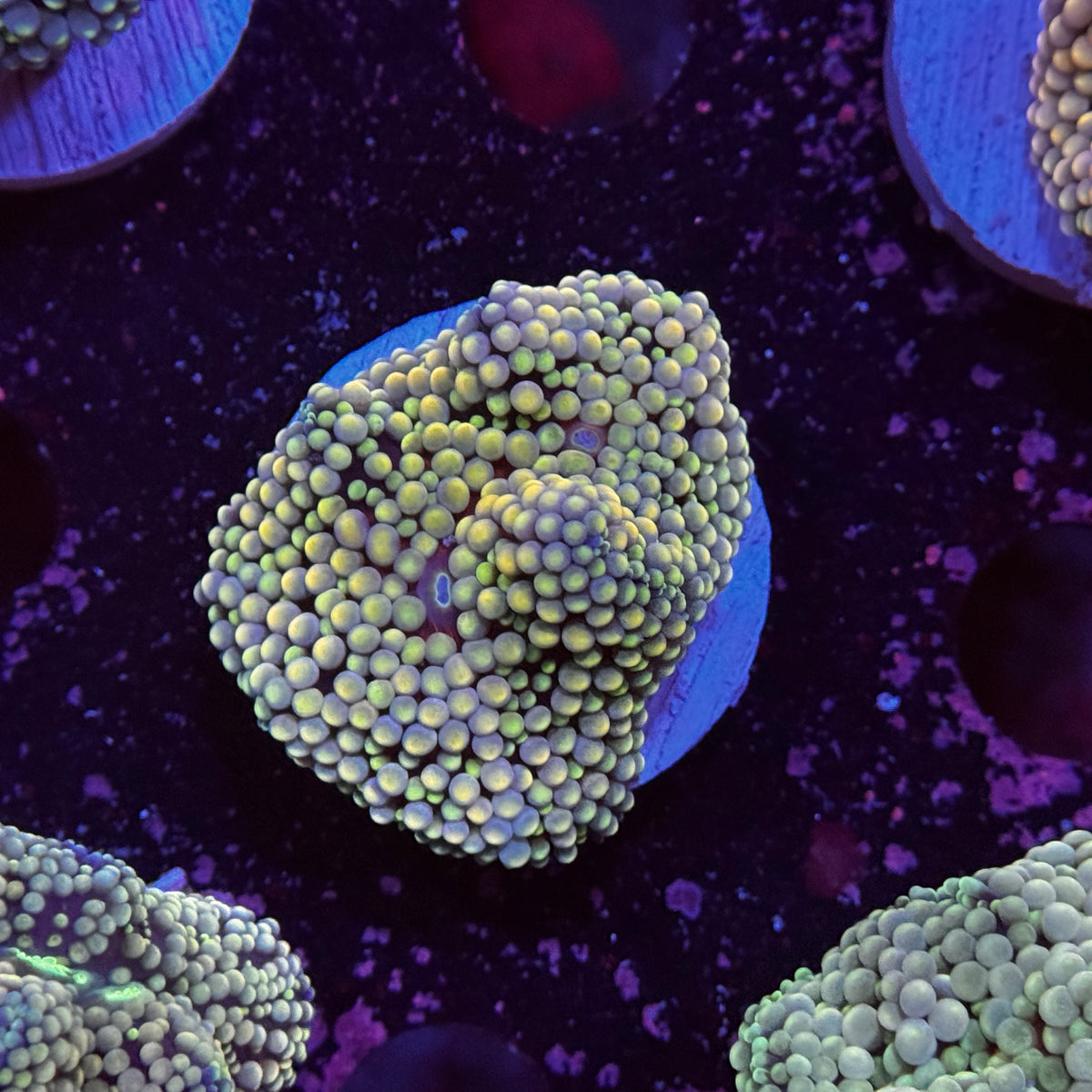 Rainbow Ricordea Mushroom