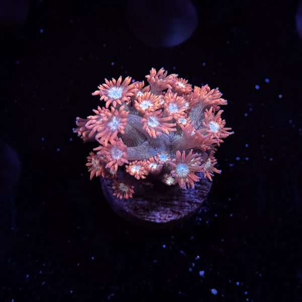 Valentine Goniopora