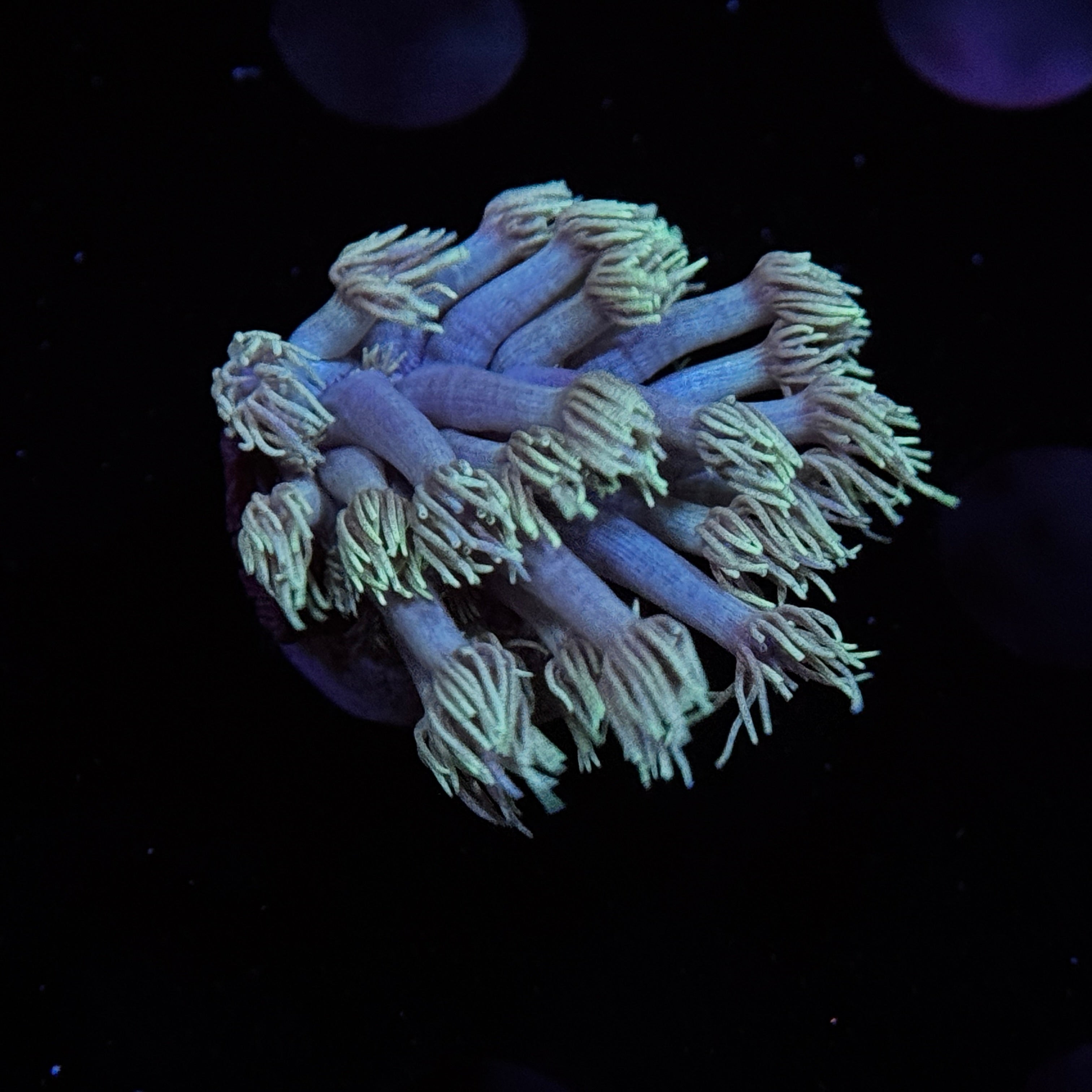 Irish Goniopora
