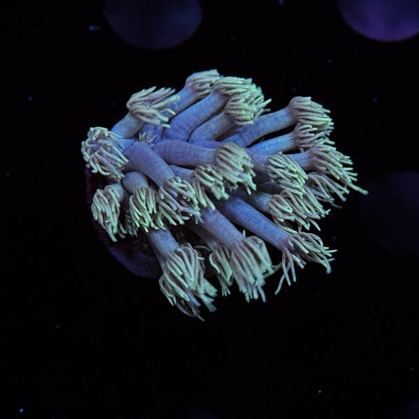 Irish Goniopora
