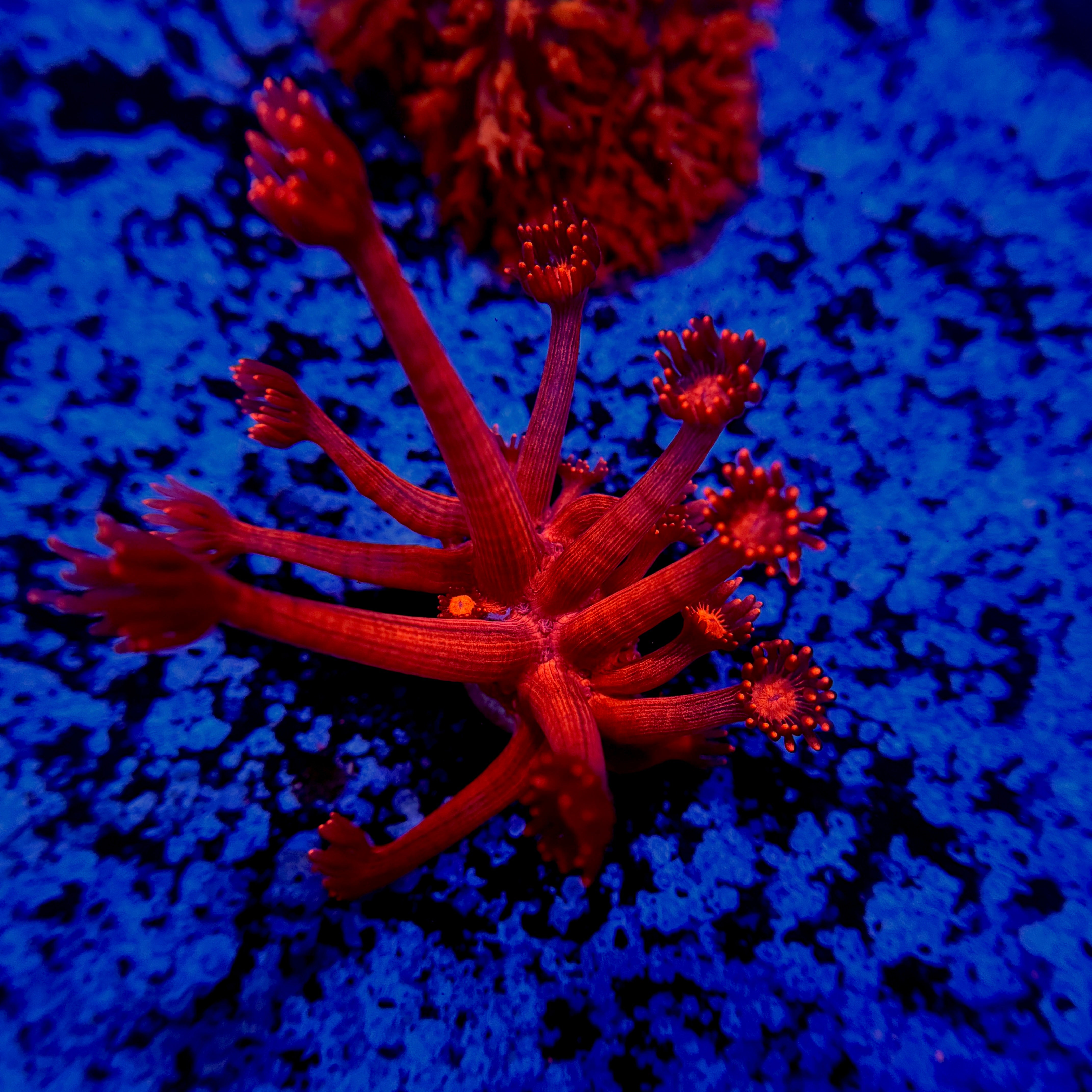 Ruby Red Goniopora