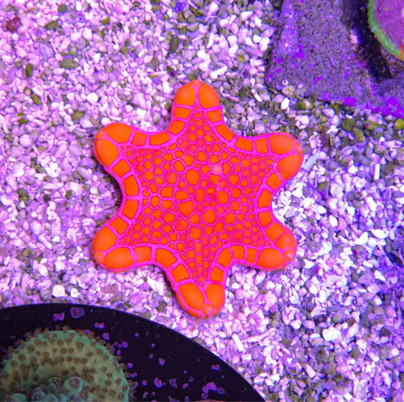 Australian Biscuit Sea Star