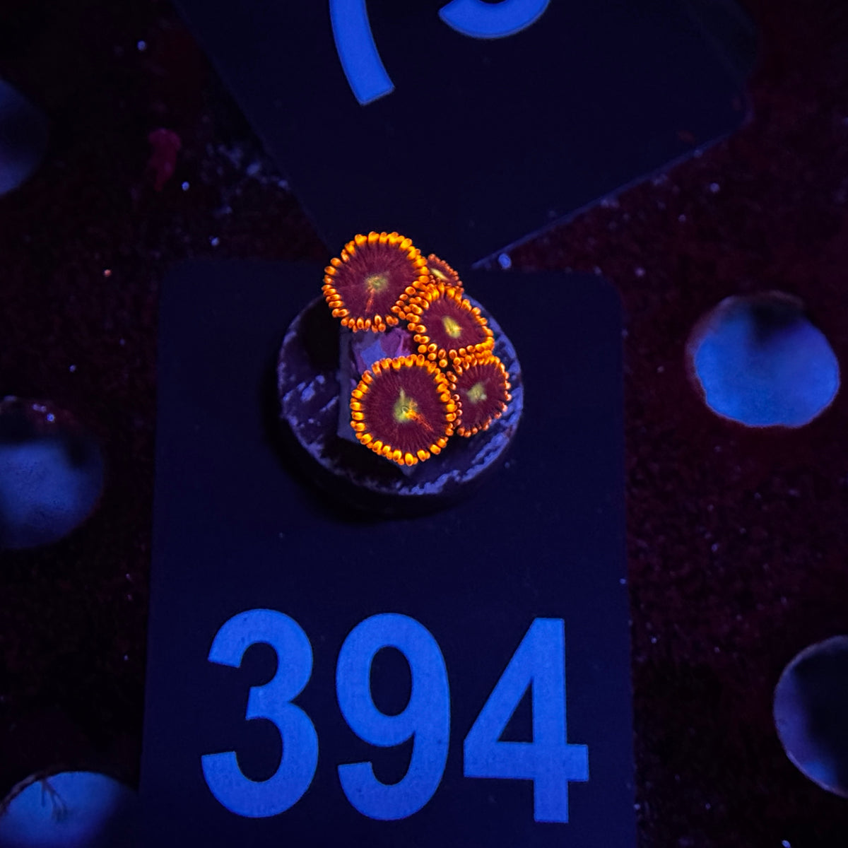 Zoanthids