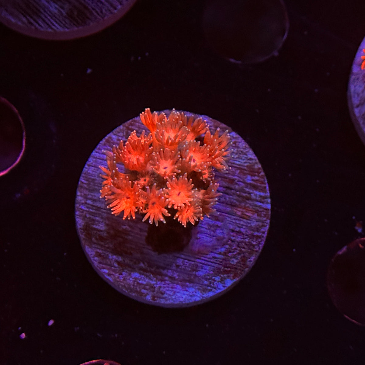 Orange Crush Goniopora