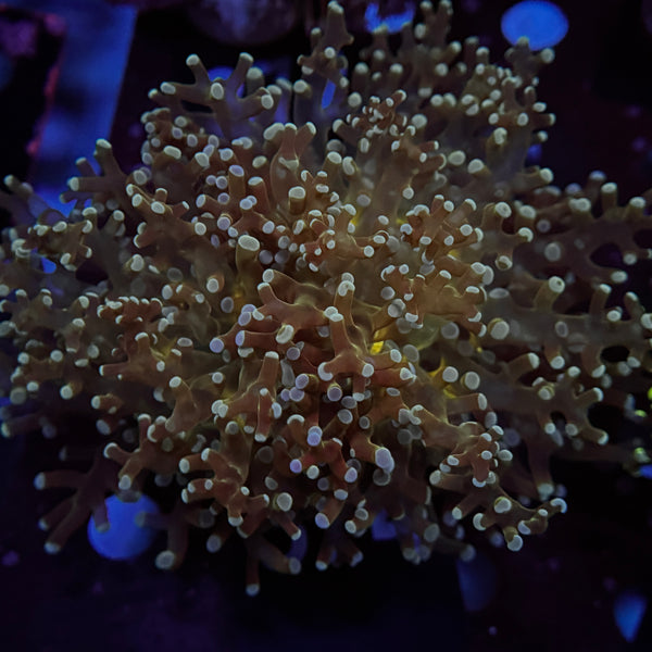 Yellow Center Frogspawn