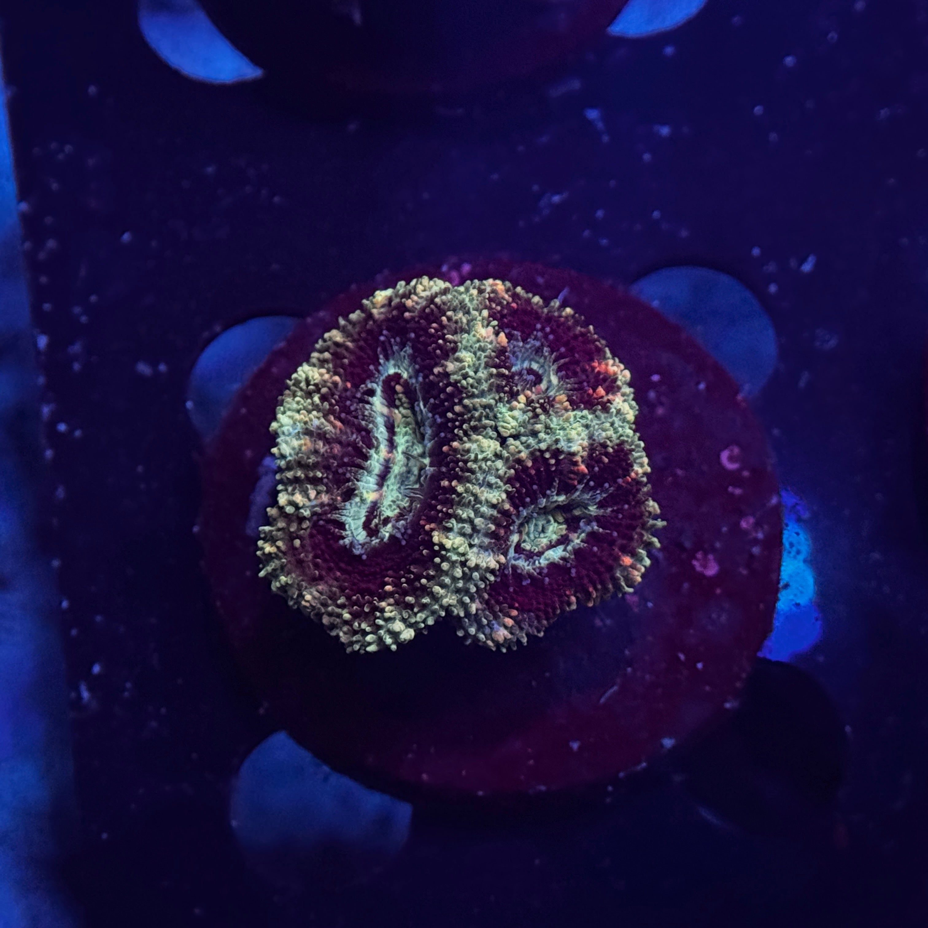 Green Acan Lord