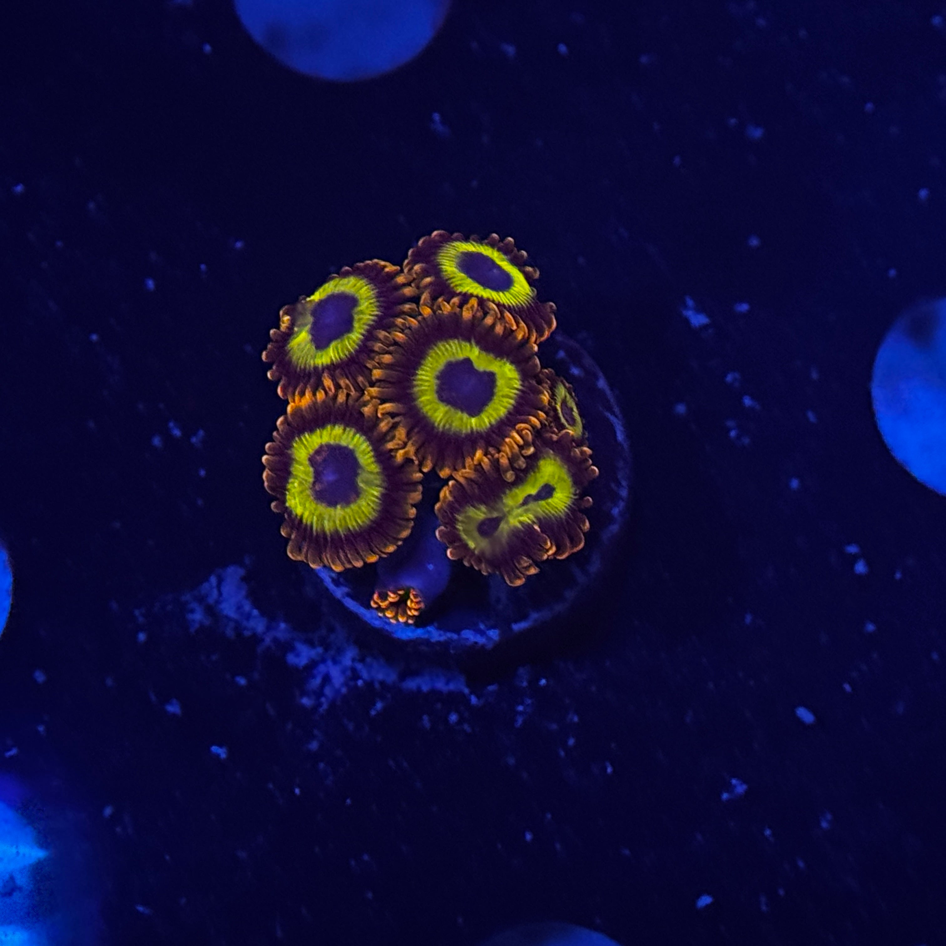 Fruit Loops Zoanthids