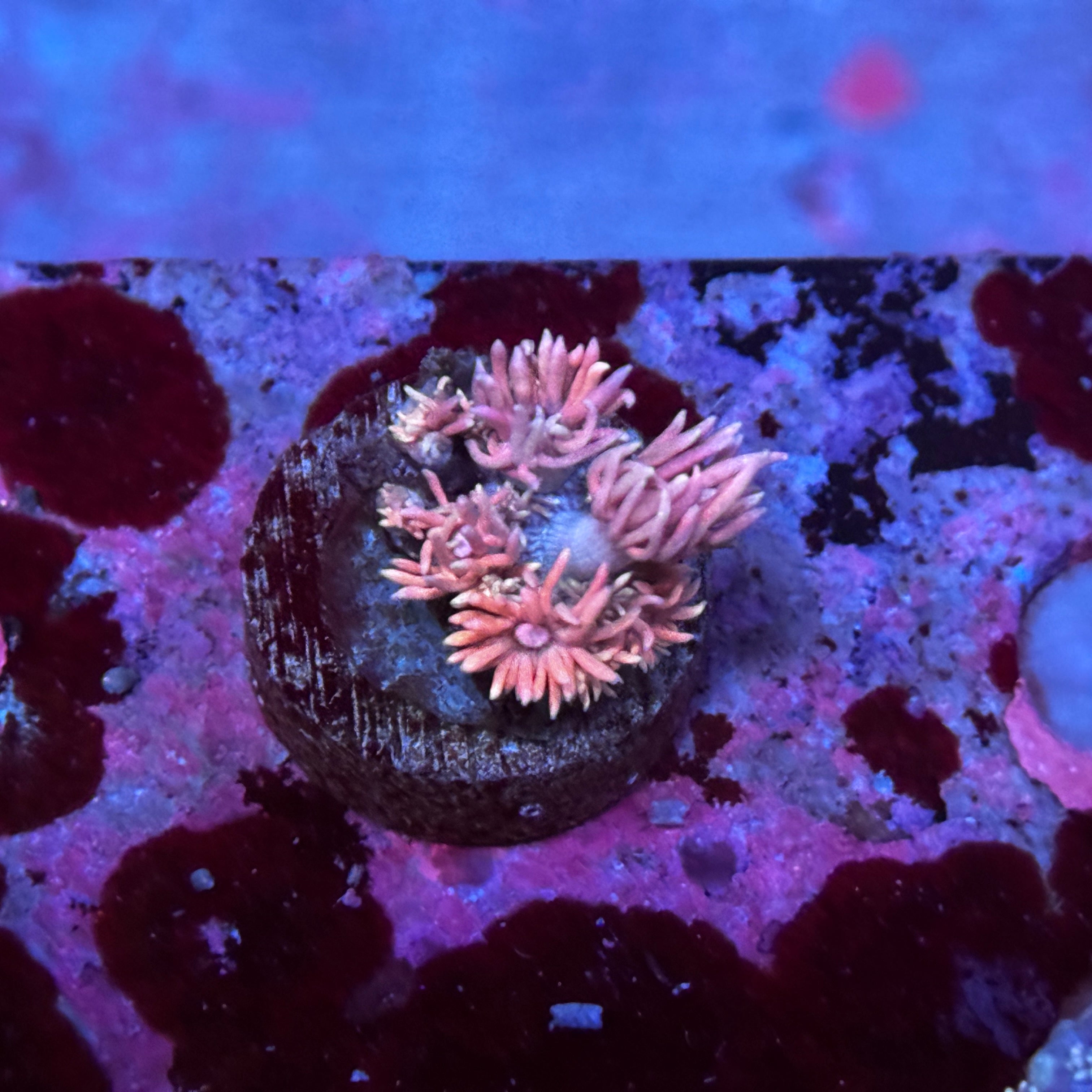 Pink Goniopora