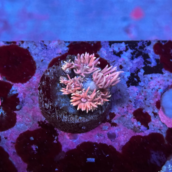 Pink Goniopora