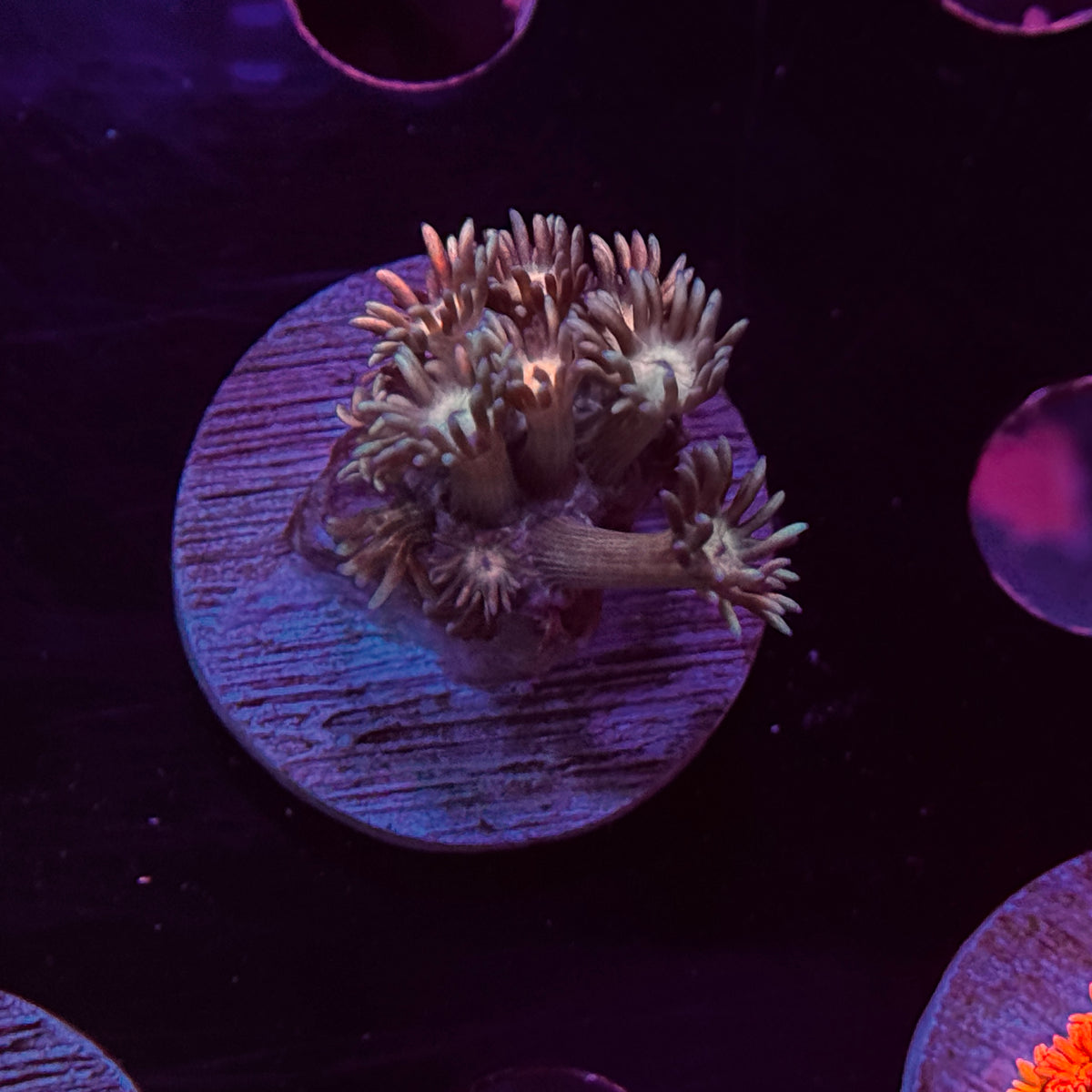 Rainbow Goniopora
