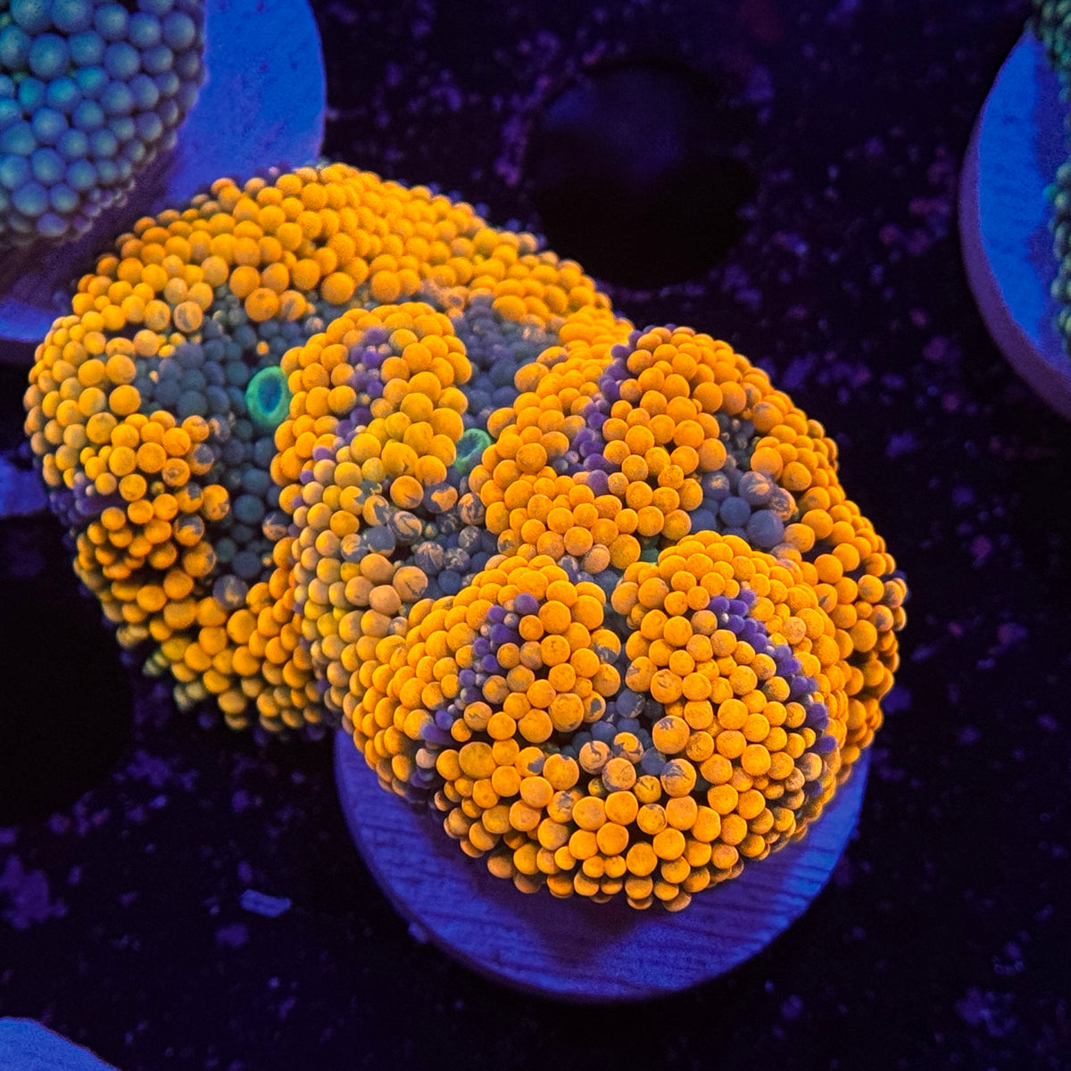 Ultra Orange Ricordea Mushroom