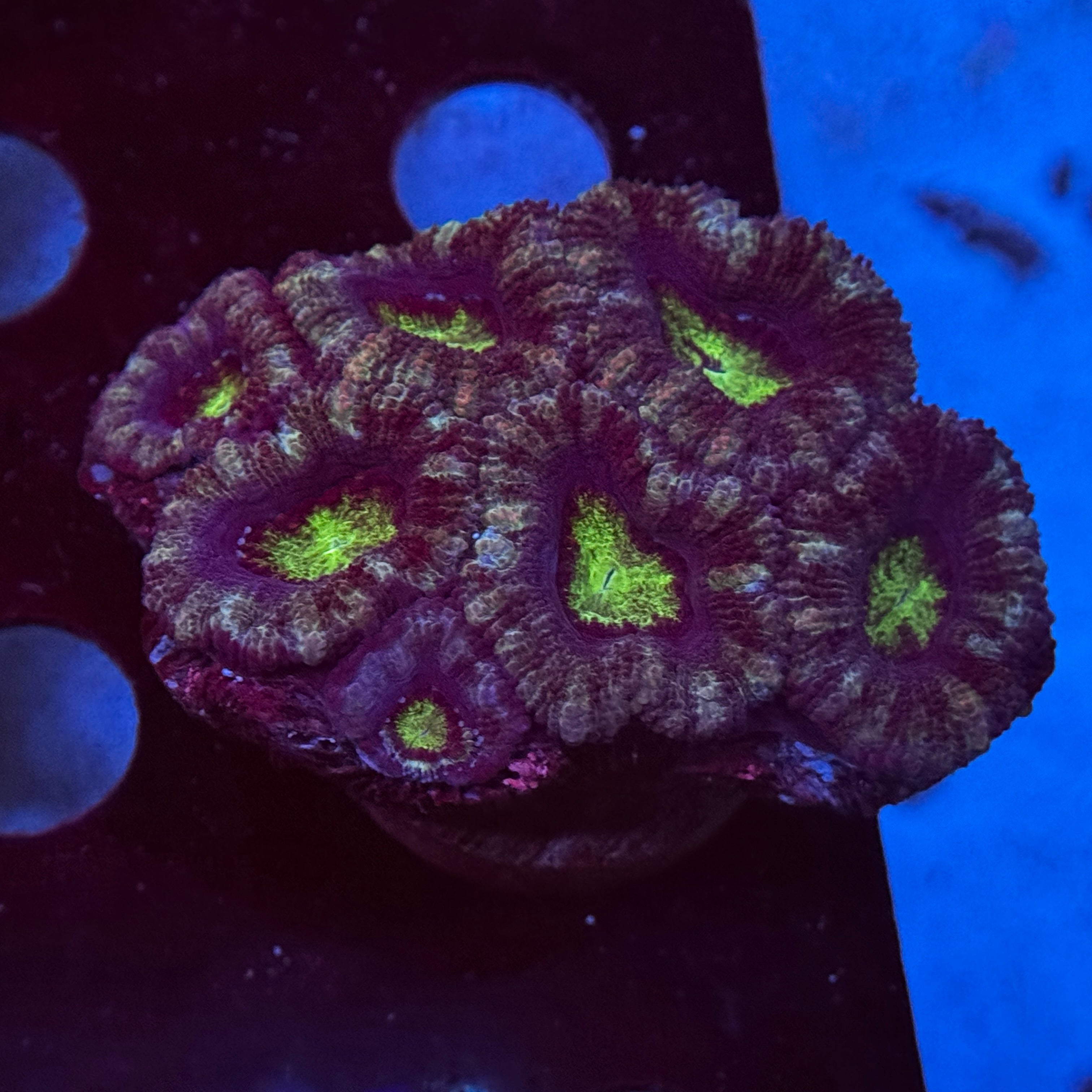 Neon Center Acan Lord