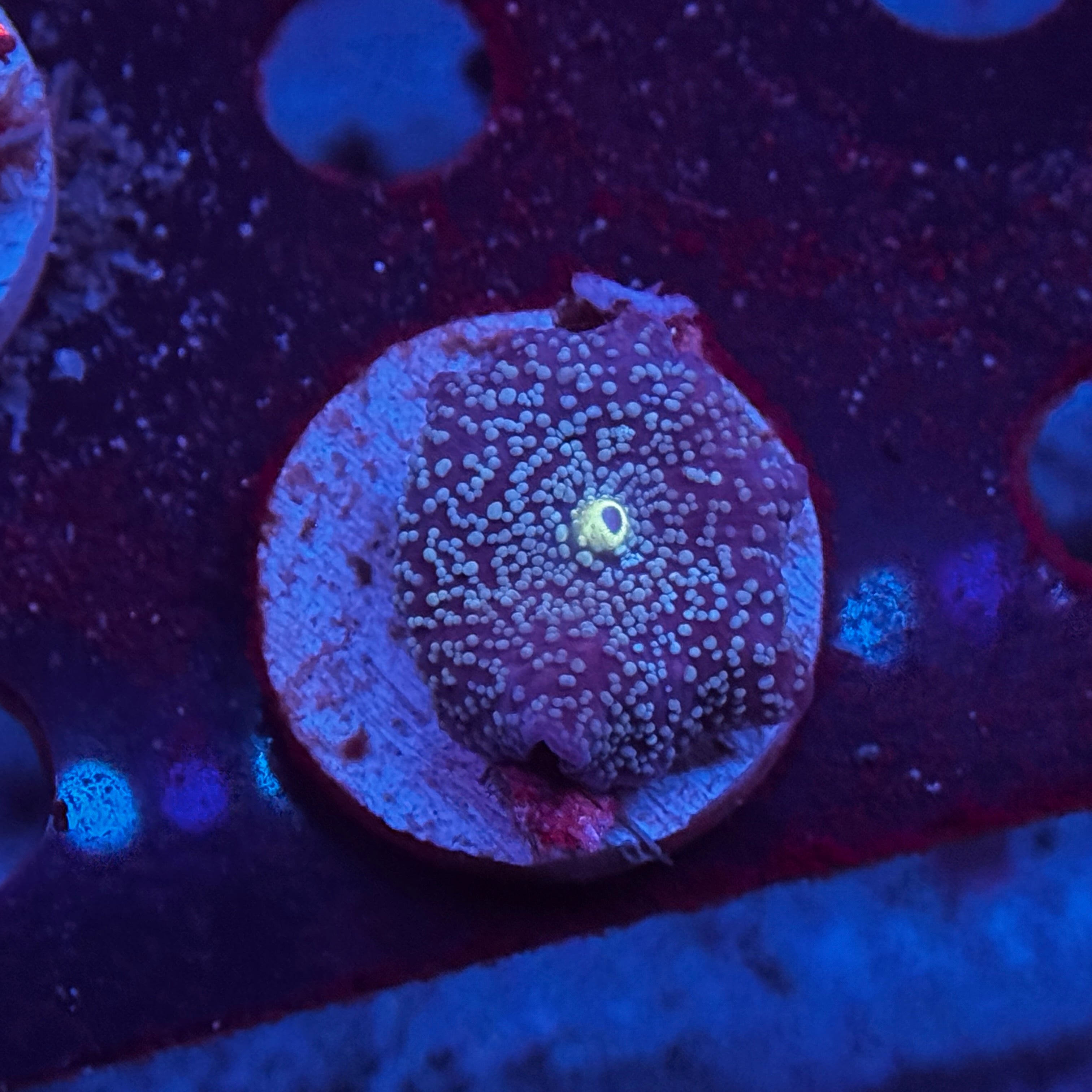 Blue Spotted Mushroom