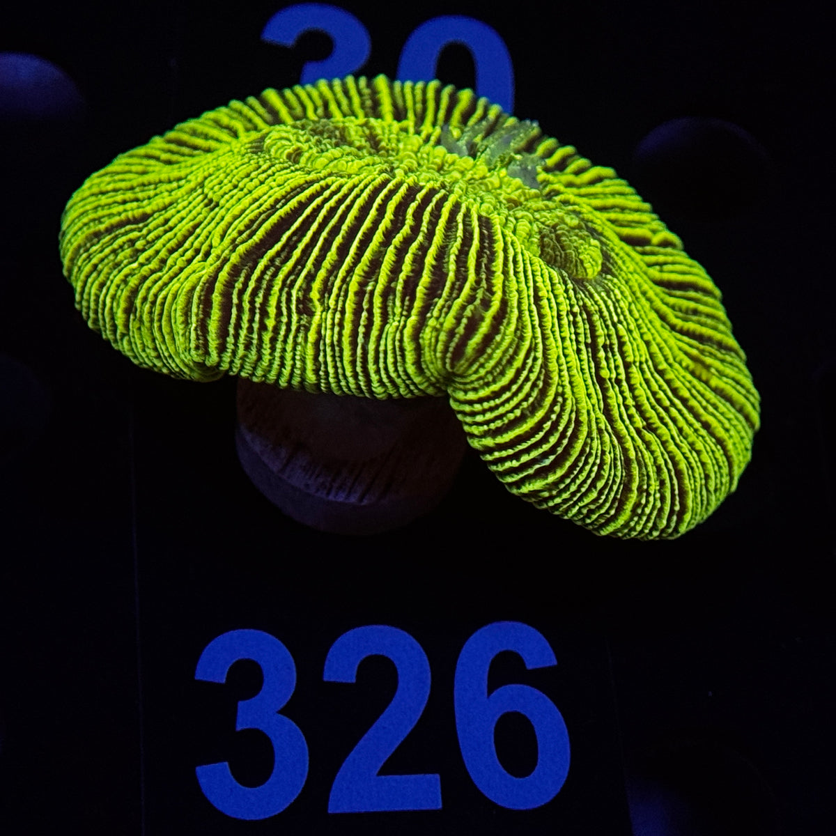 Neon Green Aussie Trachy