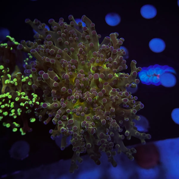 Purple Tip Green Frogspawn