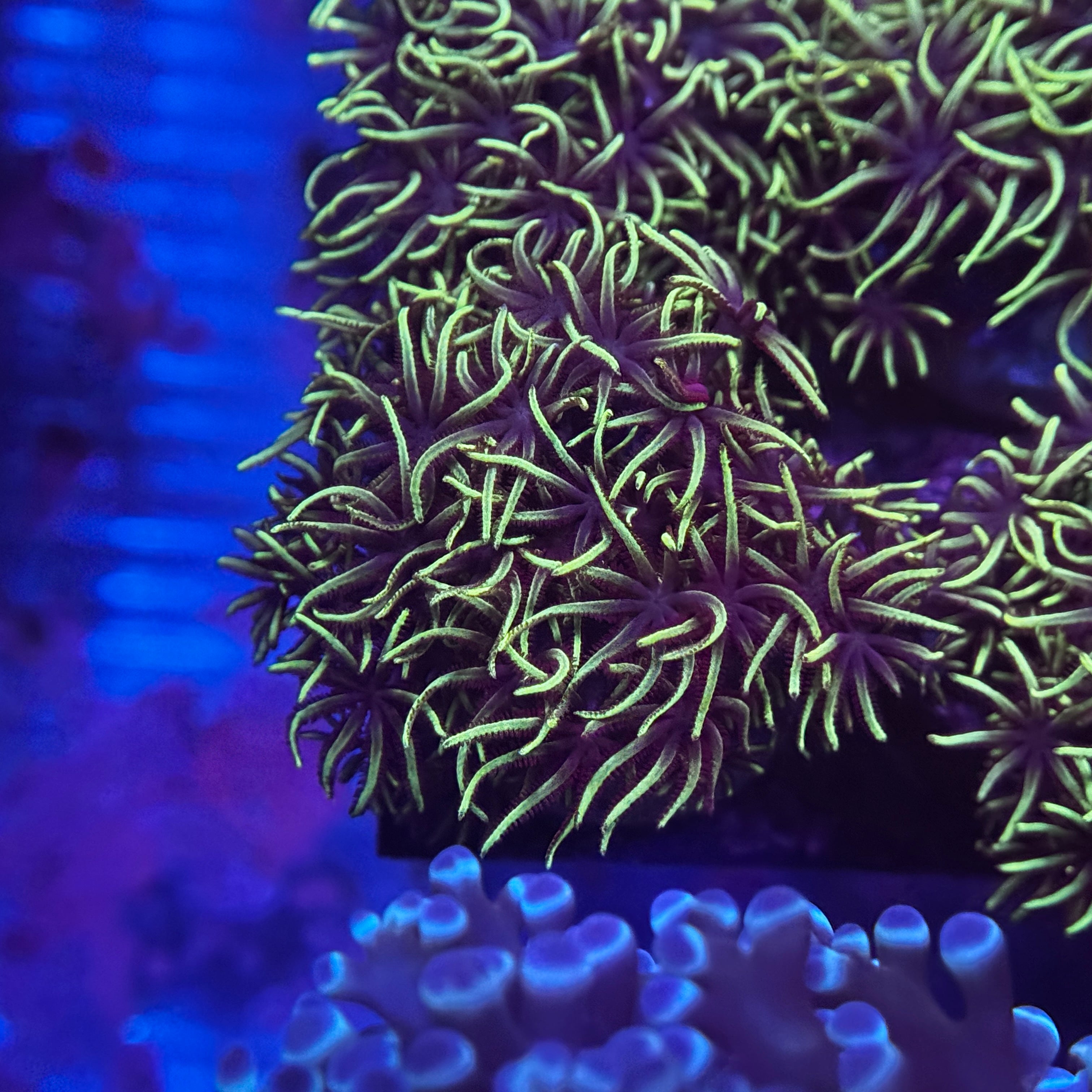 Green Star Polyps (GSP)