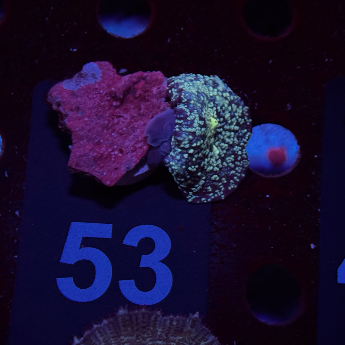 Cosmic Stardust Discosoma Mushroom