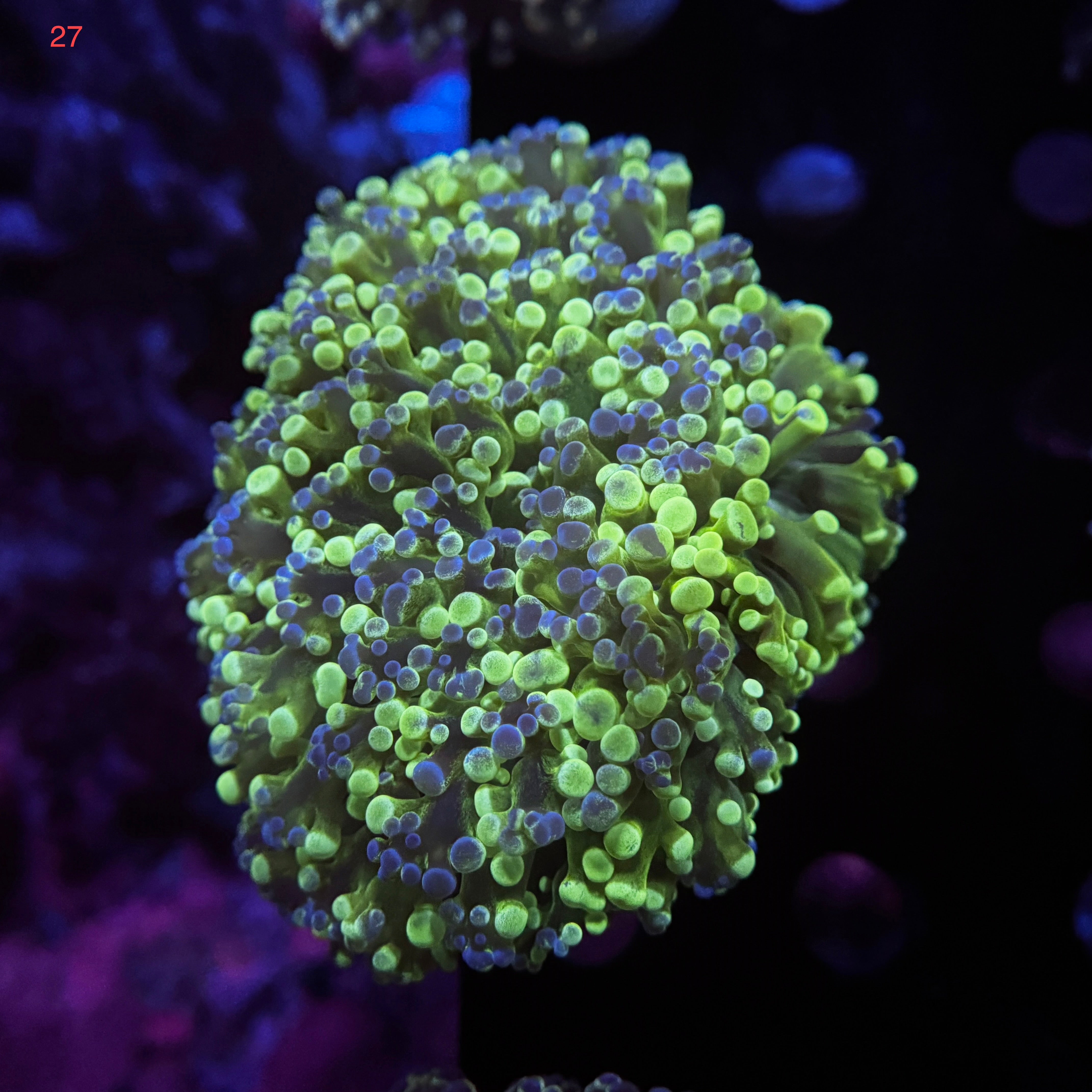 Green Splatter Kingspawn