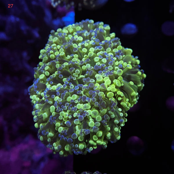 Green Splatter Kingspawn