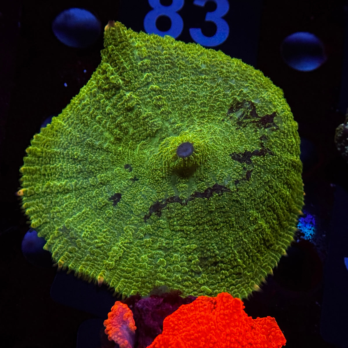 Kryptonite Rhodactus Mushroom