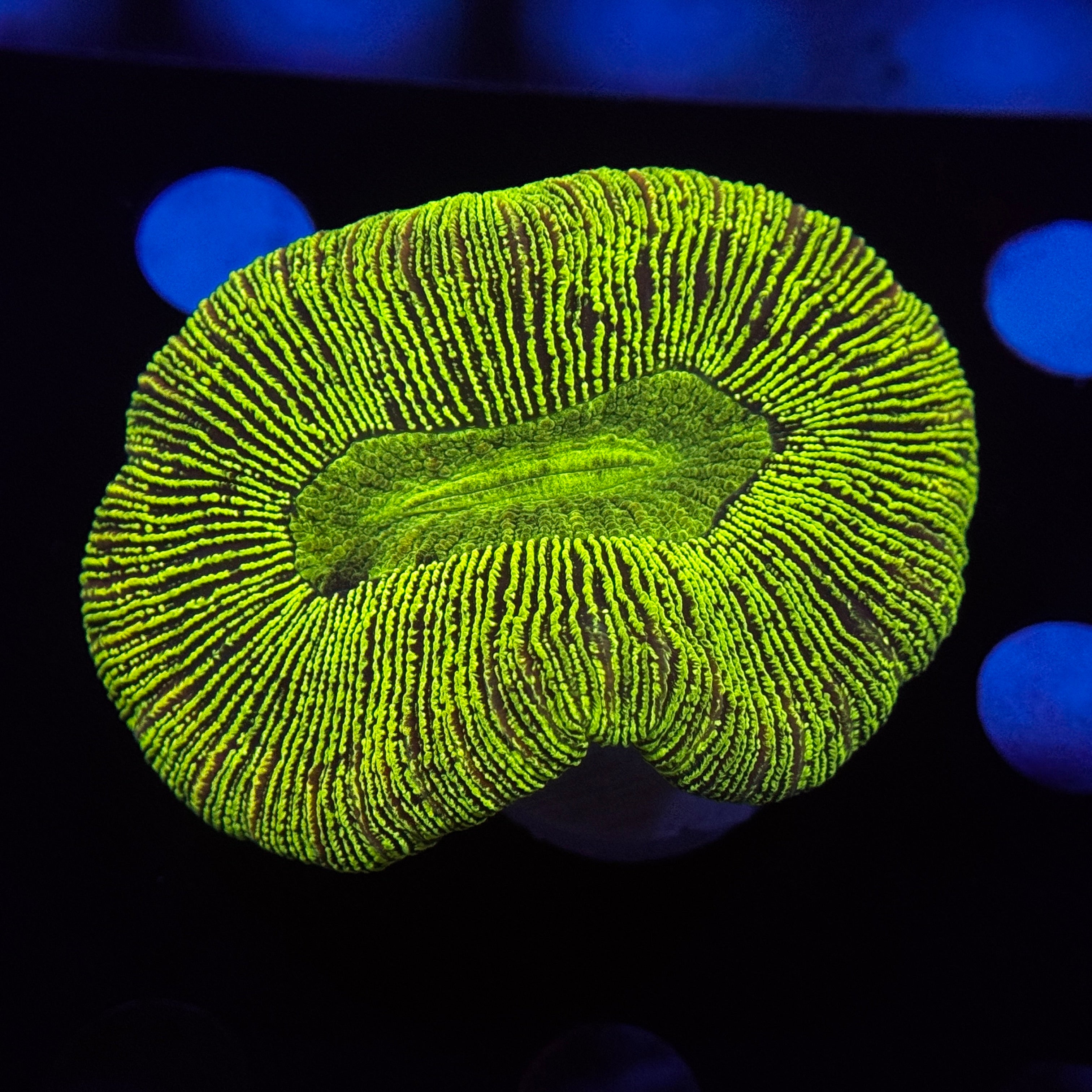 Neon Green Trachy
