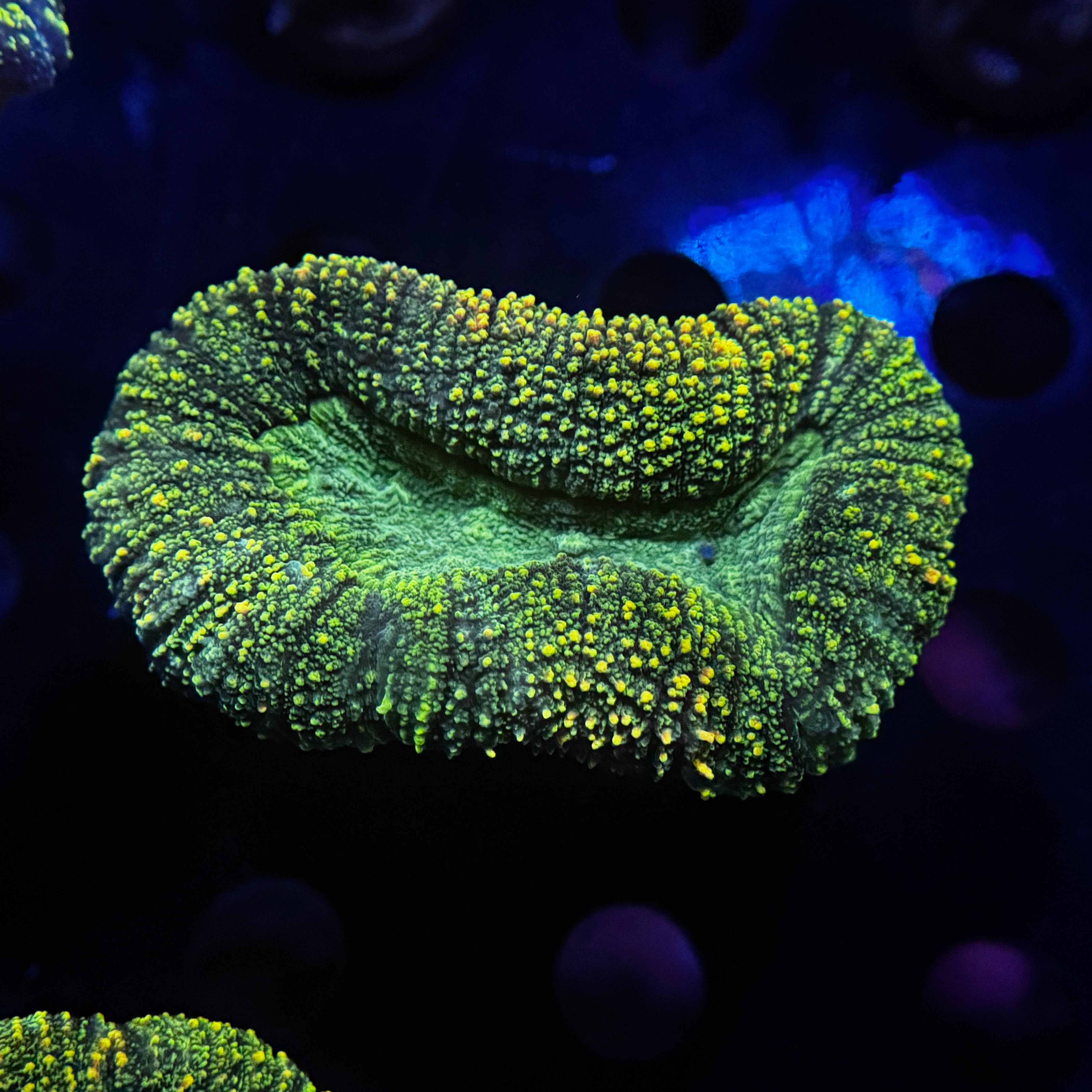 Toxic Green Lobophyllia
