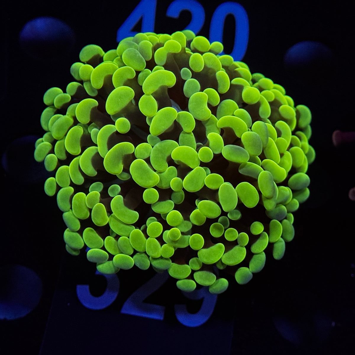 Neon Green Hammer