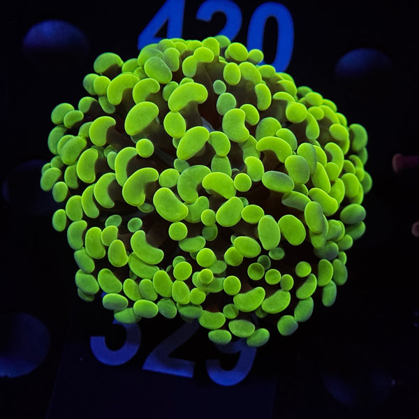 Neon Green Hammer