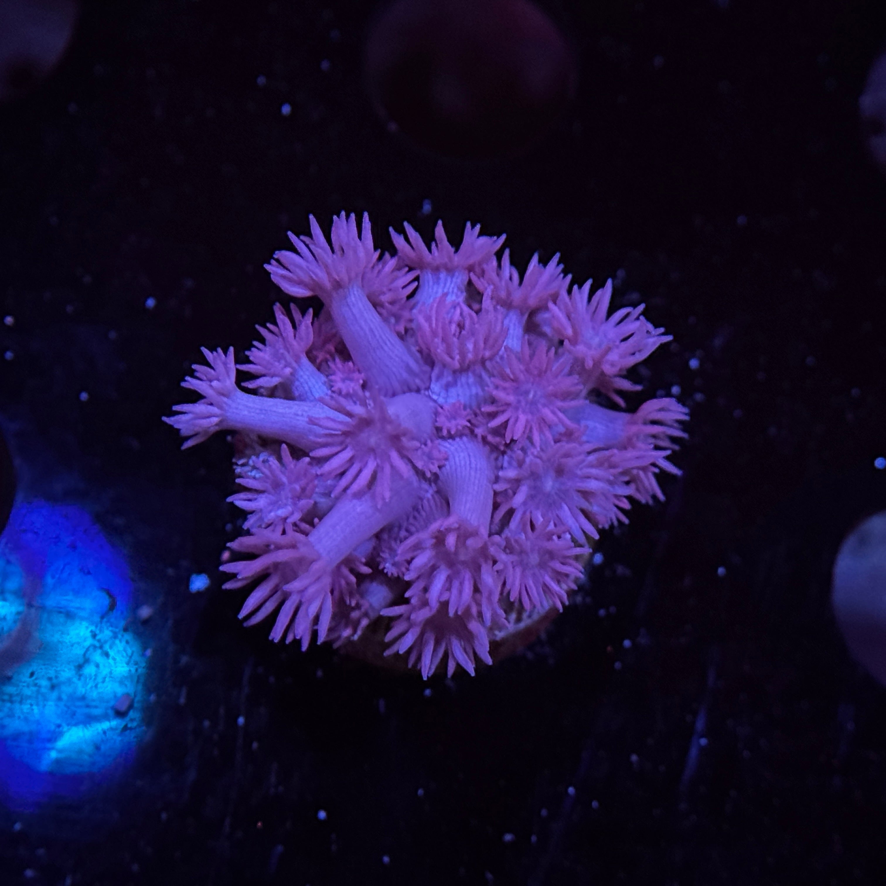 Blue Goniopora